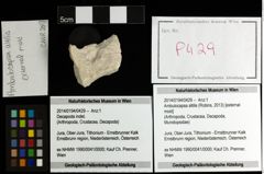 Foto (Objekt + Etiketten) von Ambulocapsa altilis (Robins, 2013) 